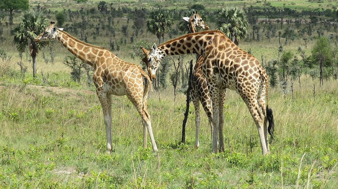 Pian Upe Wildlife Reserve