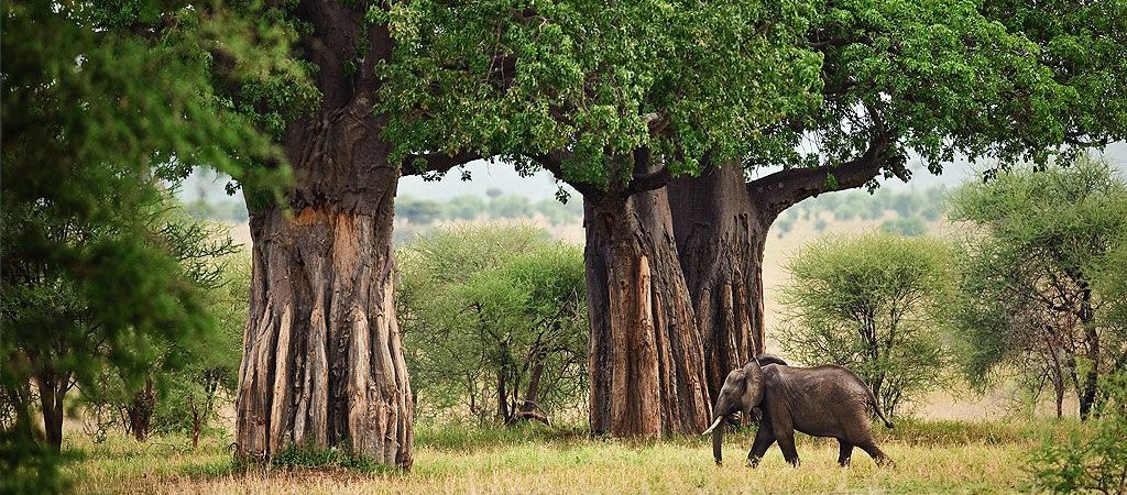 Top 7 National parks in East Africa